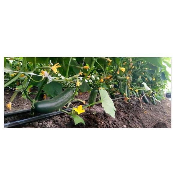 Climbing Garden Heavy-Duty Trellis Net 4x328ft Roll, 6" netting - Picture 7 of 8